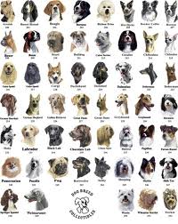 Como procriar cães? Procriando cães