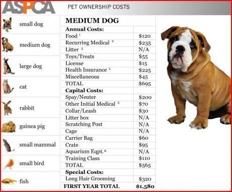 Os custos para se manter um cachorro Custos de um cão