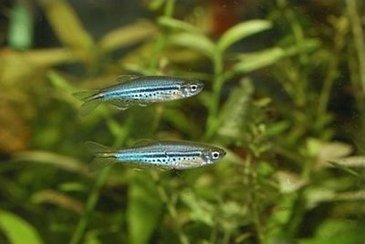 Quais as principais espécies de peixes para aquário de água doce? Características do Peixe Danios