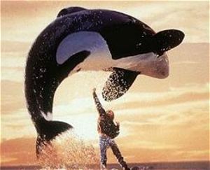 Free Willy Um filme para acabar com preconceitos sobre as orcas