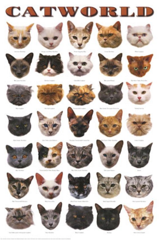Procriando gatos Raças de gatos
