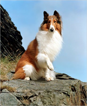 A famosa Lassie Lassie