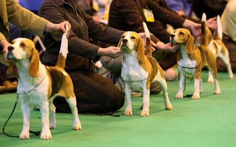 O passado dos cães de raça! Pedigree de cães