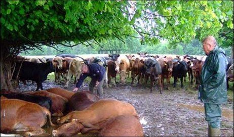 Os perigos que as tempestades trazem para os animais Perigos dos raios