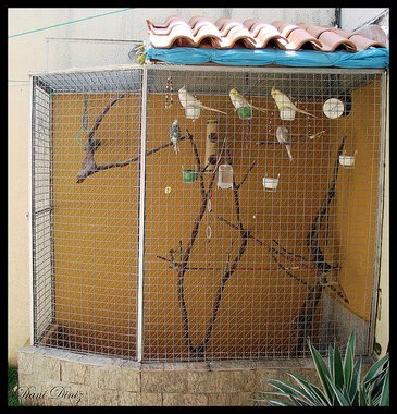 Gaiolas ou viveiros? Pássaros são animais de estimação?