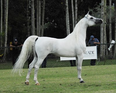 Características de um cavalo da raça Árabe Galeria de Raças de Cavalos com fotos!