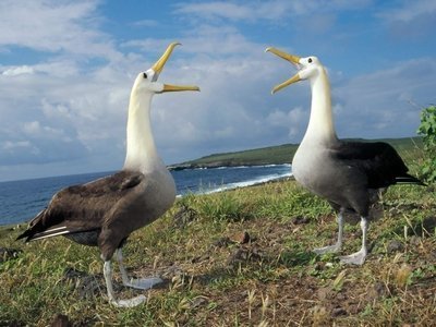 Quais os animais mais fiéis do mundo? 8 animais mais fiéis do mundo