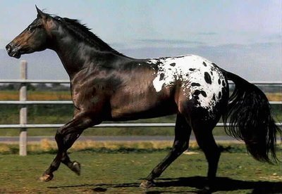 Imagem de um cavalo da raça Appaloosa Galeria de Raças de Cavalos com fotos!