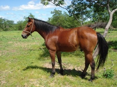 Galeria de Raças de Cavalos com fotos! Características de um cavalo da raça Berbere