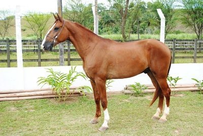 Galeria de Raças de Cavalos com fotos! Imagem de um cavalo da raça Campolina