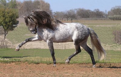 Galeria de Raças de Cavalos com fotos! Curiosidades sobre o cavalo da raça Falabella