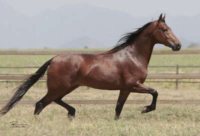 Galeria de Raças de Cavalos com fotos! Imagem de um cavalo da raça Mangalarga Marchador