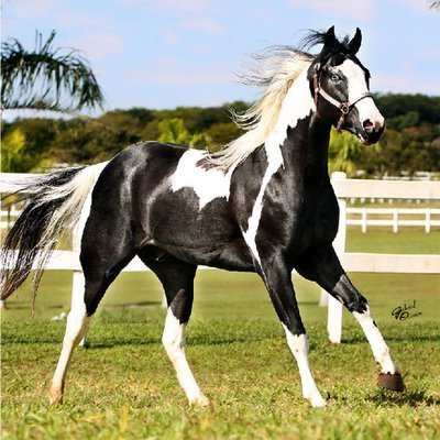 Imagem do cavalo da raça Paint Horse Galeria de Raças de Cavalos com fotos!