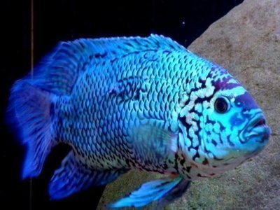 Quais os animais mais fiéis do mundo? 8 animais mais fiéis do mundo