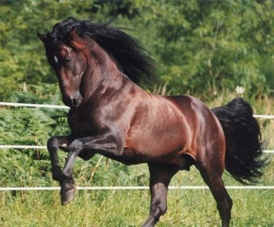 Imagem de um cavalo da raça Andaluz Galeria de Raças de Cavalos com fotos!