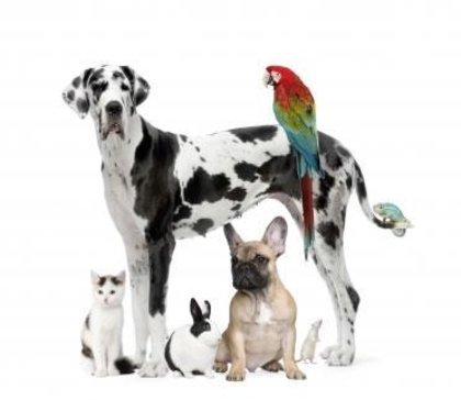 Imagem com vários tipos de bicho de estimação Bicho de estimação para dar de presente?