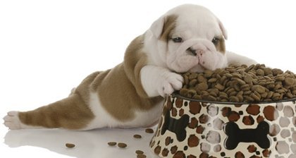 Qual a quantidade de ração devo dar pro cachorro? 5 dicas pra comprar ração de cachorro!