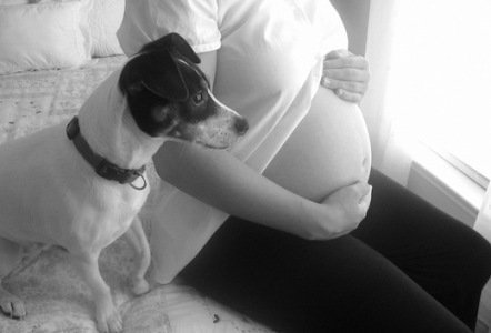 Imagem de um cão e uma mulher grávida Como os cães ajudam mulheres grávidas?