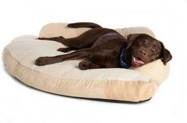 Imagem de uma cama de cachorro Como escolher a cama para seu cão?
