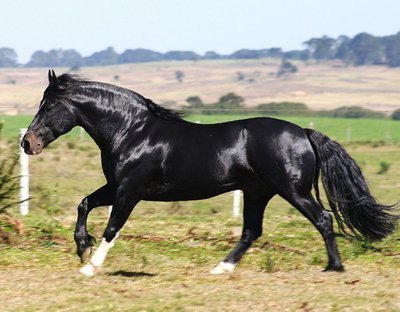 Imagem de um cavalo da raça Crioulo Galeria de Raças de Cavalos com fotos!