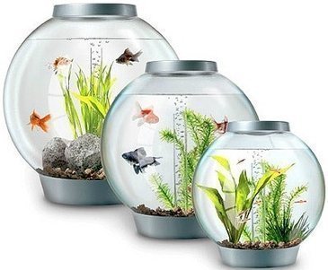 Como manter o aquário limpo? Como cuidar do seu aquário?