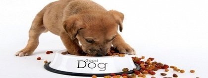 Imagem de um filho de cão comendo ração 5 dicas pra comprar ração de cachorro!