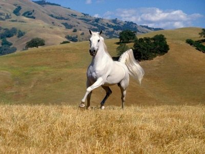 Galeria de Raças de Cavalos com fotos! Imagem do cavalo da raça Mangalarga