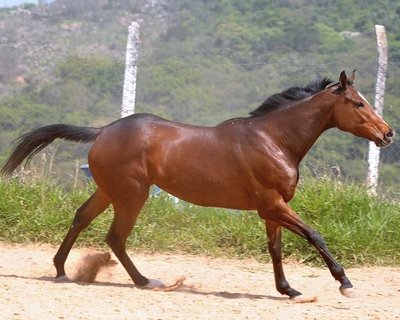 Galeria de Raças de Cavalos com fotos! Imagem de um cavalo da raça Puro Sangue Inglês