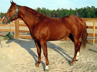 Características de um cavalo da raça Quarto de Milha Galeria de Raças de Cavalos com fotos!