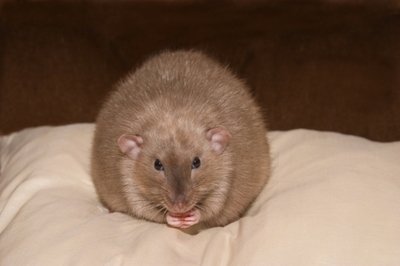 Quais os animais mais fiéis do mundo? 8 animais mais fiéis do mundo