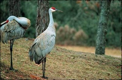 Quais os animais mais fiéis do mundo? 8 animais mais fiéis do mundo