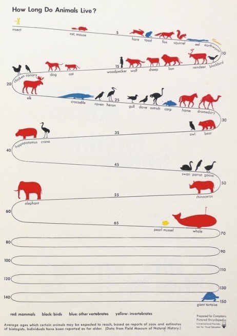 Veja o tempo de vida de alguns animais de estimação! Tempo de vida médio dos animais
