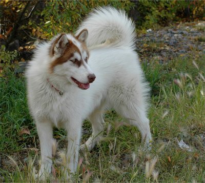 Os cães mais caros do mundo!