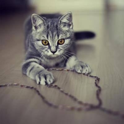 Imagem de um gato brincando Todas as rações que você deve saber para ter um gato