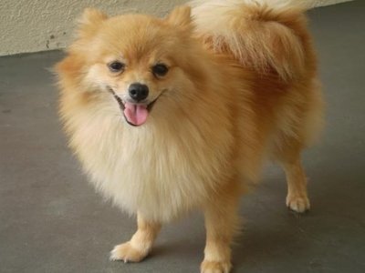 Lulu_da_Pomerania