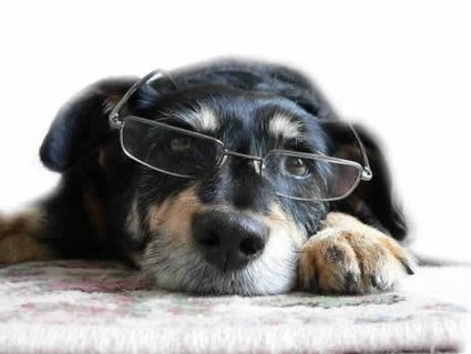 Imagem de um cachorro idoso Cuidados especiais com cães e gatos mais velhos