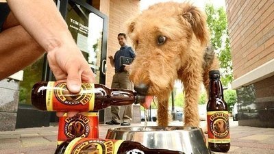 Imagem da dog beer Existe cerveja pra cachorro?