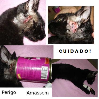 Imagem de um gato preso na lata de ração Perigos que envolvem as rações enlatadas!