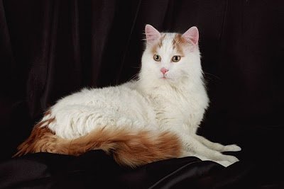 Imagem do gato da raça Van Turco Tudo sobre os gatos da raça Van Turco