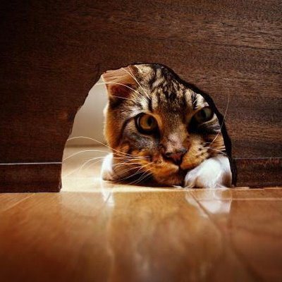 Tudo sobre as características de um gato! 10 curiosidades sobre gatos!