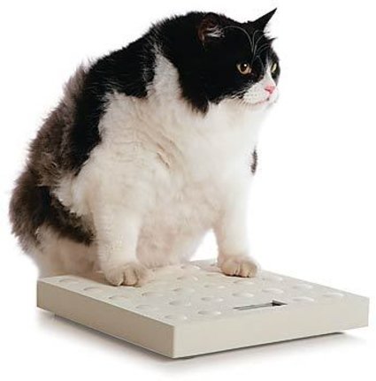 Porque os animais engordam depois da castração? Como combater o ganho de peso do animal de estimação?