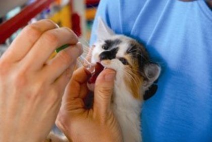 Imagem de um gato sendo tratado com homeopatia Existe homeopatia para animais?