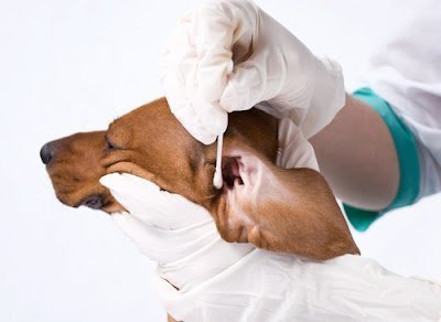 Como proteger o cão na hora do banho? Como limpar a orelha do cachorro?