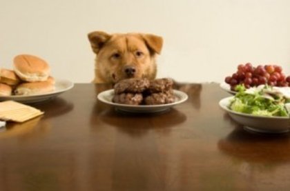 Meu cachorro não para de pedir comida. O que Fazer? Como fazer o cachorro parar de pedir comida?