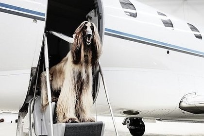 Imagem de um cão saindo do avião particular Como funciona os vôos em primeira classe para cães
