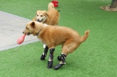Imagem de um cão com próteses nas patas Como a Ortopedia veterinária pode ajudar seu animal?