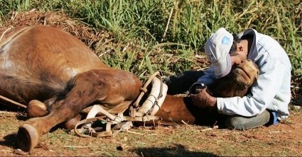 O que é a eutanásia? Quando sacrificar seu animal de estimação?