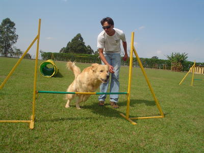 Imagem com um cachorro e um adestrador Como escolher adestrador de cachorro?