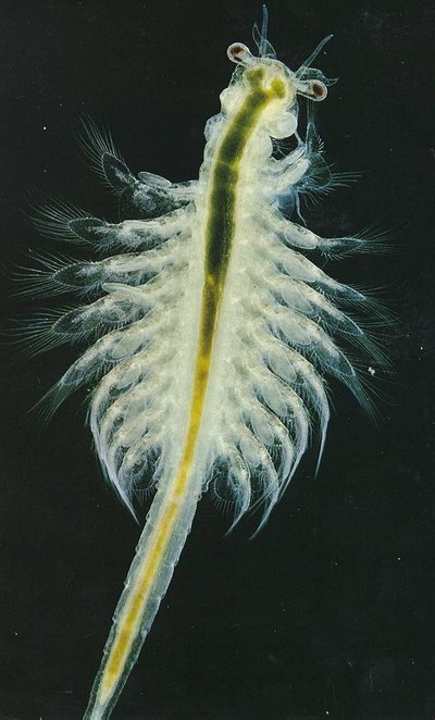 Imagem de uma artemia Como cuidar de artemias?