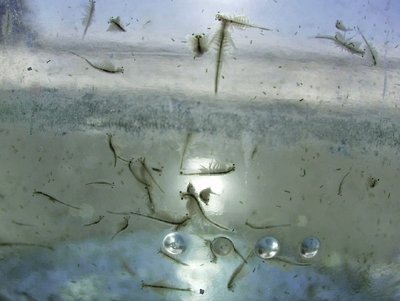 Imagem com várias artemias Como criar artemias?